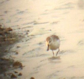 Spoonbill_Sandpiper-284x267