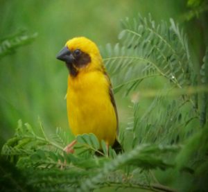 Asian_Golden_Weaver