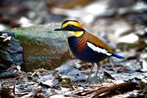 Banded_Pitta