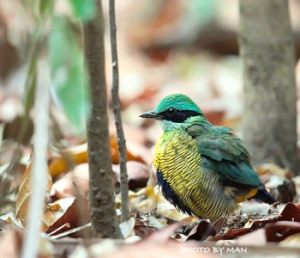 Bar-bellied_Pitta