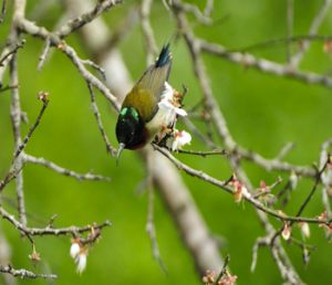 Fork-tailed_Sunbird