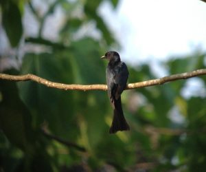 Black_Drongo