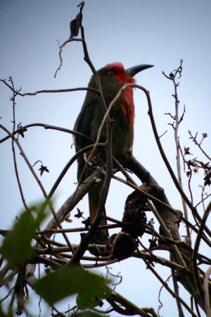 Red-breaded_Bee-eater