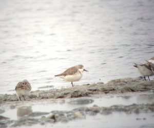 Spoonbill_Sandpiper