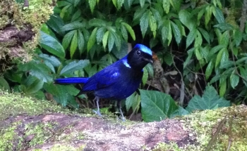 BIRDING 2 DAYS ON NEW YEAR AT DOI INTHANON THAILAND