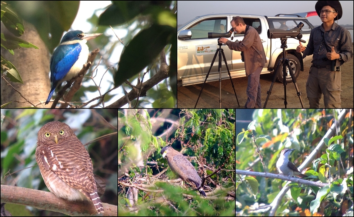 BIRDING TOUR 7 DAYS IN THAILAND,SEEN 265 SP.