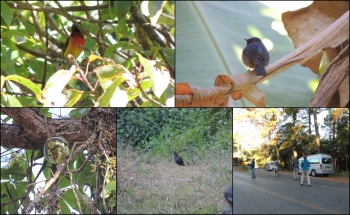 BIRDING TOUR AT DOI INTHANON, FRITZ FURER TEAM FROM EUROPE