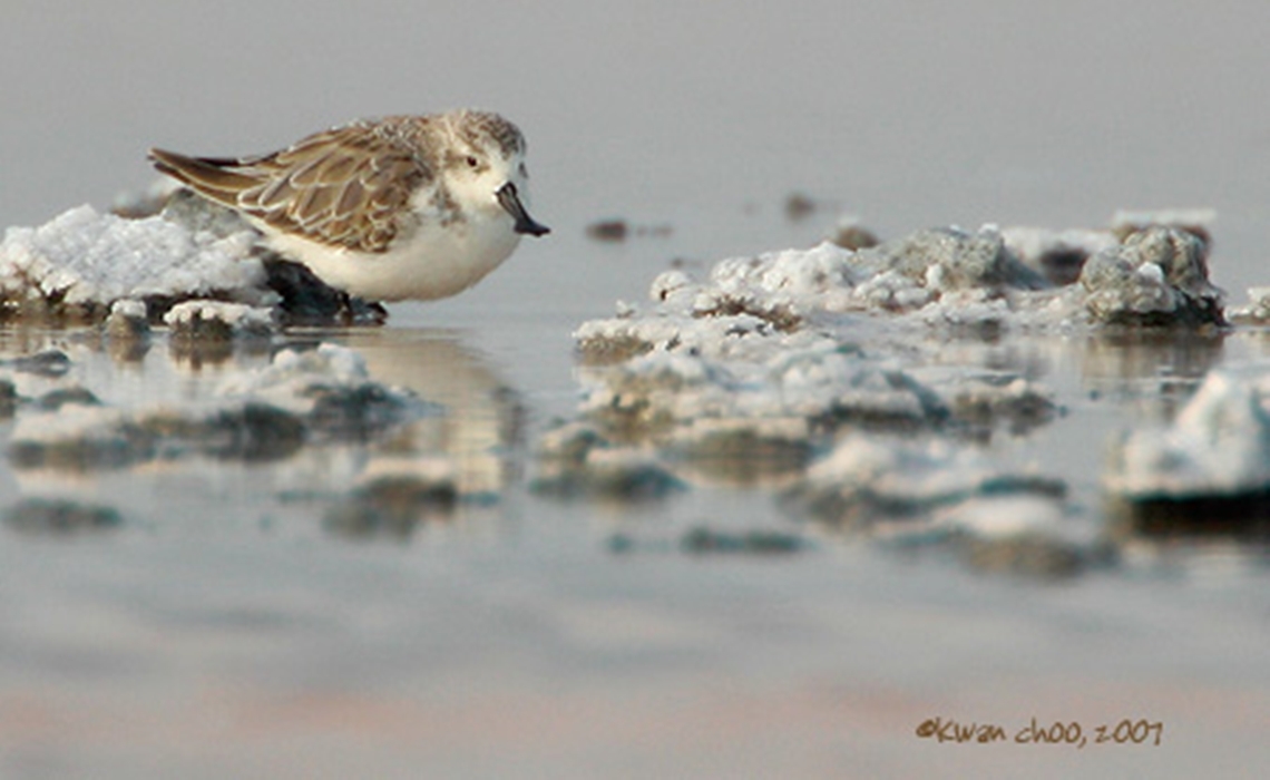 MEMBER AUDUBON WITH SPOONIES