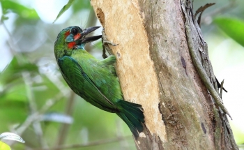 Report birding 10th-17th Jan. 2014 Thailand