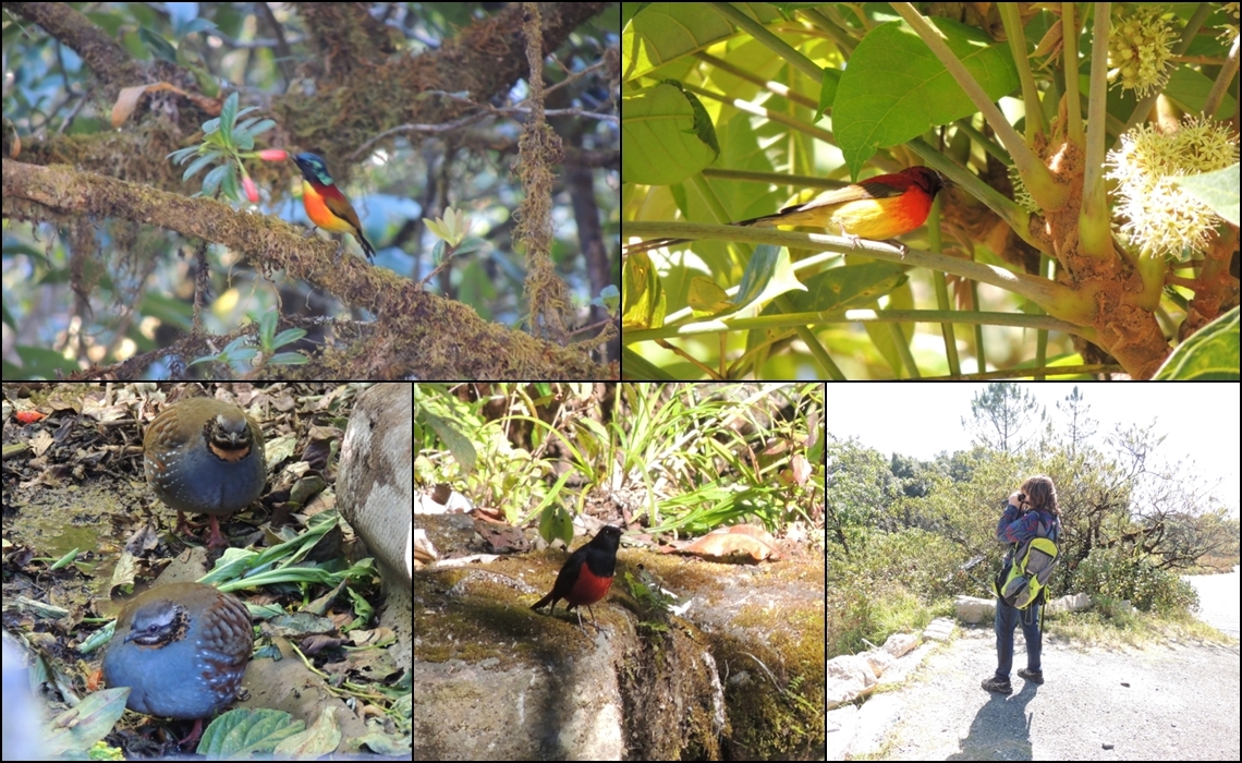 BIRDING TOUR 5TH JAN.2014 AT DOI INTHANON THAILAND