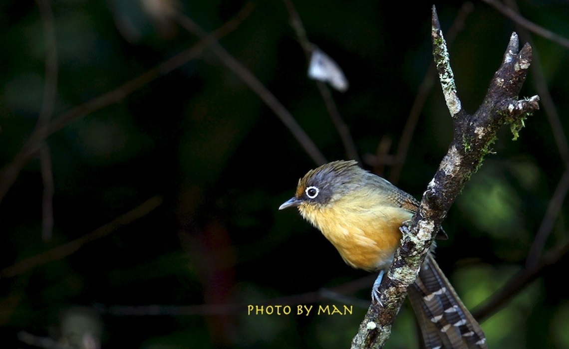 REPORT BIRD PHOTOGRAPHY 4 DAYS IN NORTHERN OF THAILAND