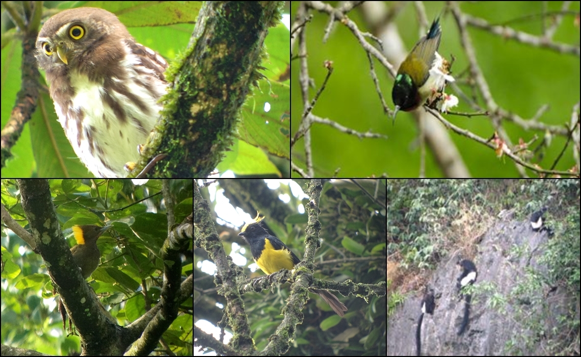 BIRDING TOUR IN NORTHERN OF VIETNAM