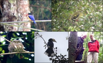 BIRDING TOUR IN KHAO YAI NP. THAILAND