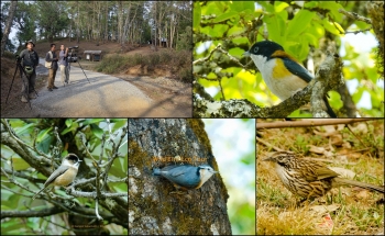 BIRD PHOTOGRAPHY TOUR IN MYANMAR