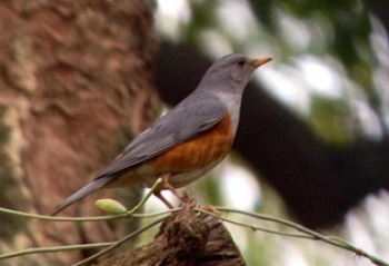 9 DAYS NORTHERN AND SHOREBIRD VIETNAM