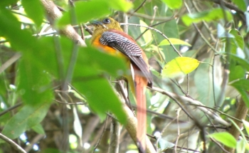 Francis Antram in Khao Yai NP. 2 days