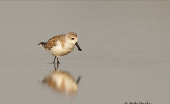 Birding in Thailand , watch extinct bird