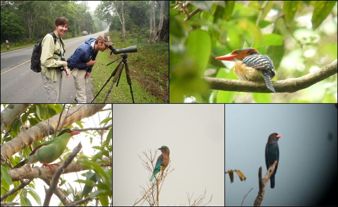 BIRD WATCHING IN KHAO YAI NP. THAILAND