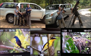 BIRD PHOTOGRAPHY TOUR IN KHAO YAI NP.THAILAND