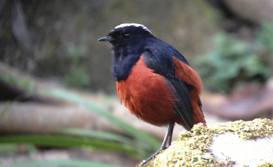 Birding tour Thailand Doi Inthanon on 27 Dec.13