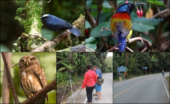 BIRDING TOUR 1 DAY DOI INTHANON THAILAND