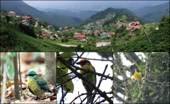 BIRD PHOTOGRAPHY IN NORTHERN OF VIETNAM