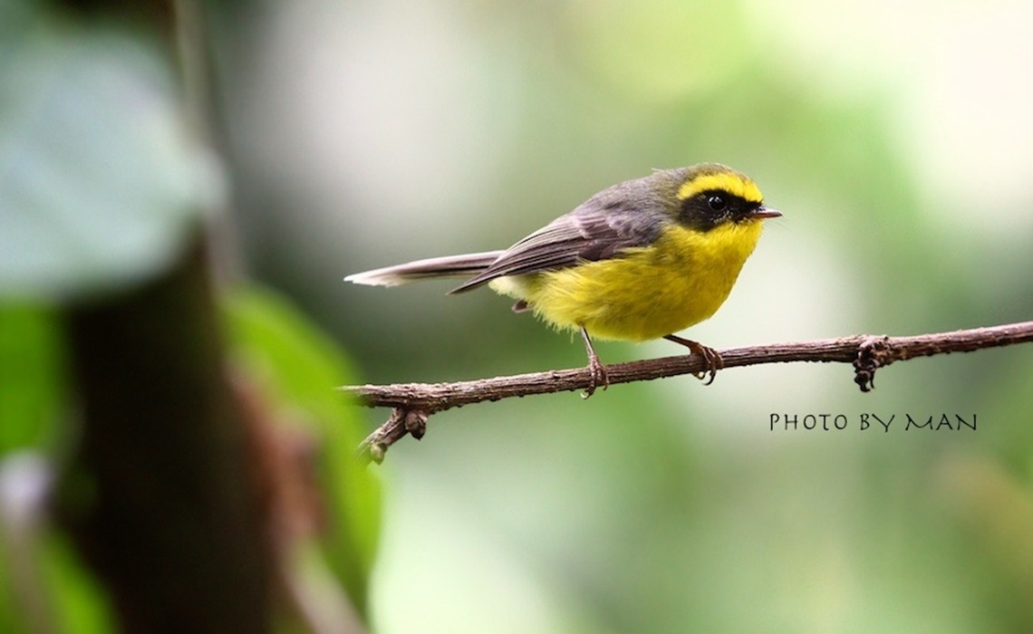 REPORT LESLEY KRAMER BIRDING 1 DAY AT NORTHERN OF THAILAND