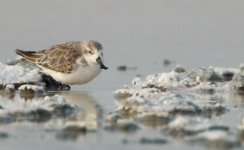 1/2 &amp;1 DAY SPOON-BILLED SANDPIPER @ Ban Pak Thale