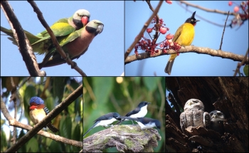 TAIWAN BIRD PHOTOGRAPHER 11 DAYS JAN.