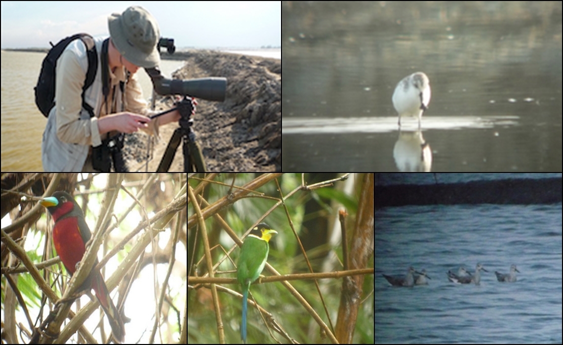 BIRDING IN THAILAND 4 DAYS FOR SPOONBILL SANDPIPER