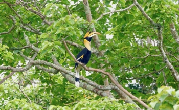 Khao Yai National Park