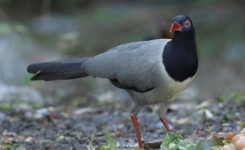 SWEDEN BIRDER BIRDING 3 DAYS SEEN 98 SP. AT KHAO YAI THAILAND