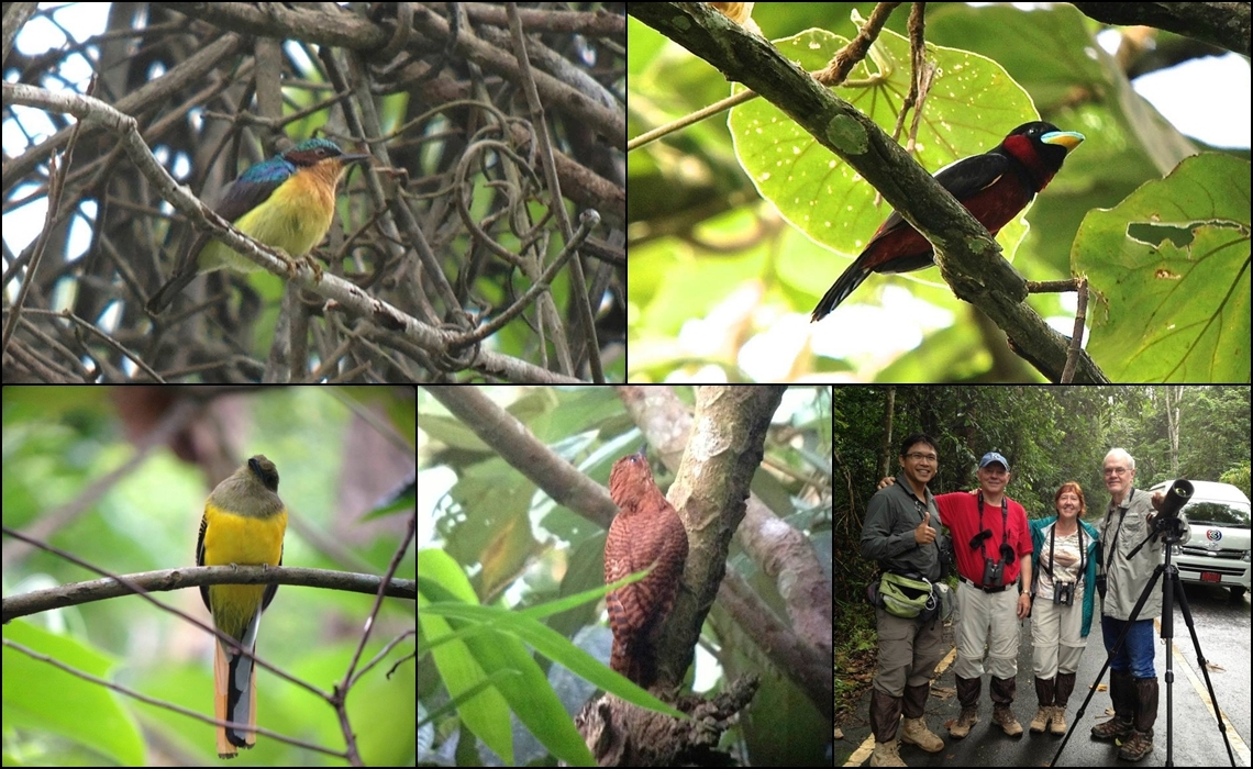 BIRDING TOUR 7 DAYS AT KAENG KRACHAN NP.THAILAND