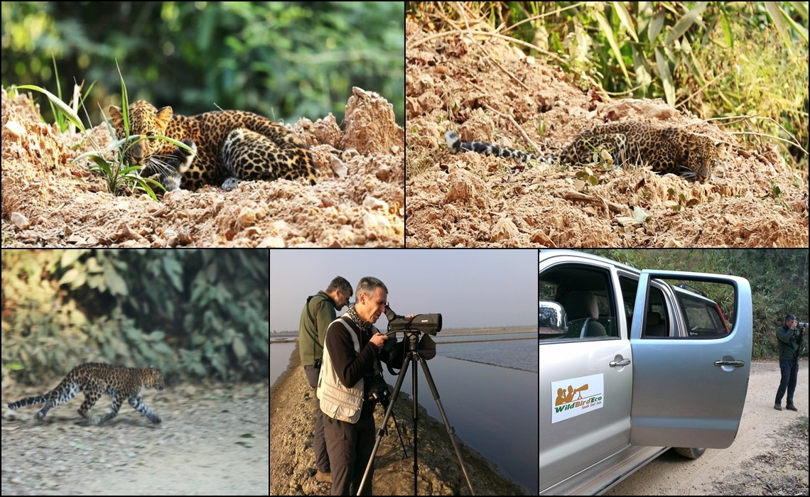 BIRDING TOUR IN THAILAND,2 DUTCH SEEN LEOPARD