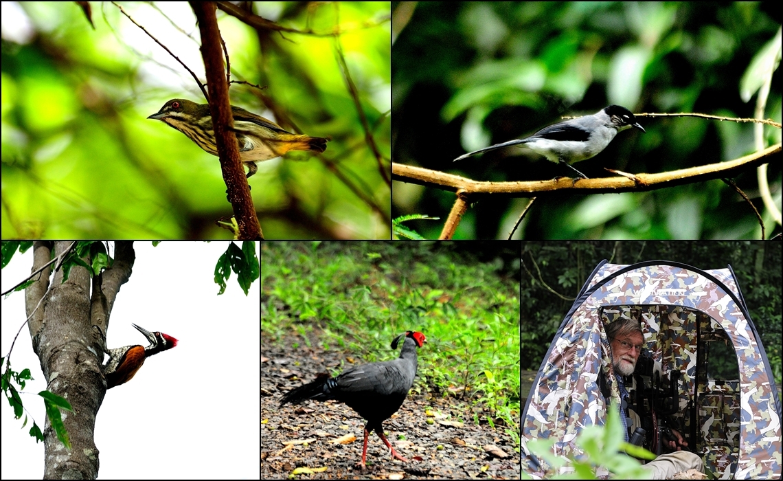 BIRDING TOUR IN SOUTHERN OF VIETNAM