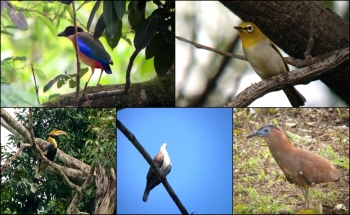 BIRDING TOUR 4 DAYS IN THAILAND