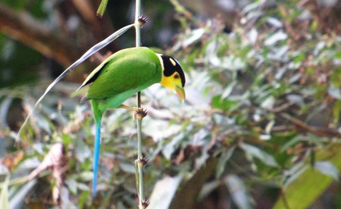 BIRDING 1 DAY TRIP AT KAENG KRACHAN NP. THAILAND