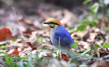 BIRDING TRIP NORTH AND CENTRAL THAILAND