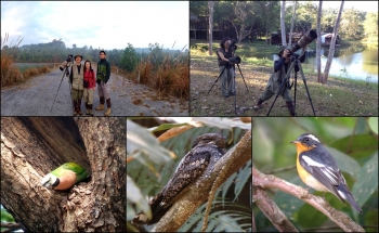 BIRD PHOTOGRAPHY IN THAILAND ON 2013