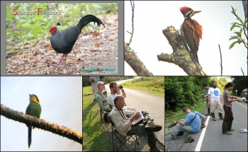 BIRDING TOUR 6 DAYS AT KHAO YAI NP.