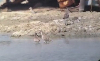 Asian Dowitcher Thailand 2013-2014