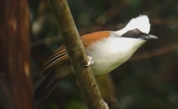 Bird photography Thailand,White-crested Launghingthrush