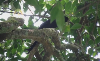 Birding and bird photography tour Thailand,Wild BIrd Eco Tour
