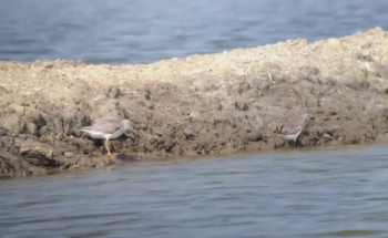 Birding tour Thialand,Nordmann&#039;s Greeanshank