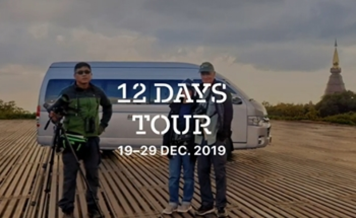 Birding Tour Thailand 2019