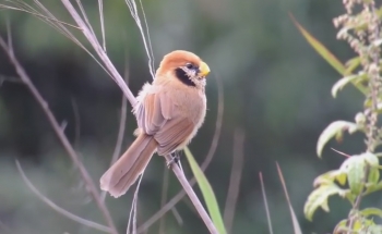 Bird photography tour Thailand, Wild Bird Eco Tour