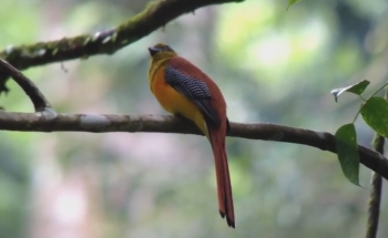 Bird watching tour Thailand,Wild BIrd Eco Tour