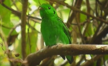 Bird photography in Thailand, Green Broadbill