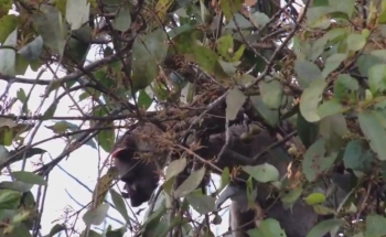 Birding and bird photography tour Thailand