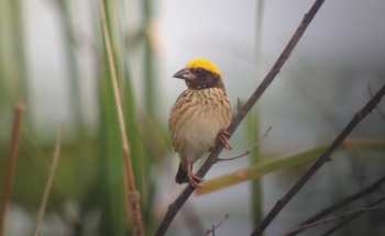 Bird Watching Thailand, Streaked Weaver